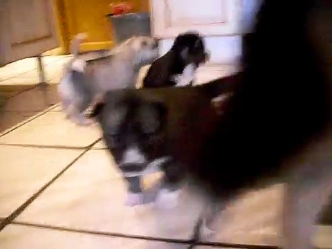 chiot husky siberien