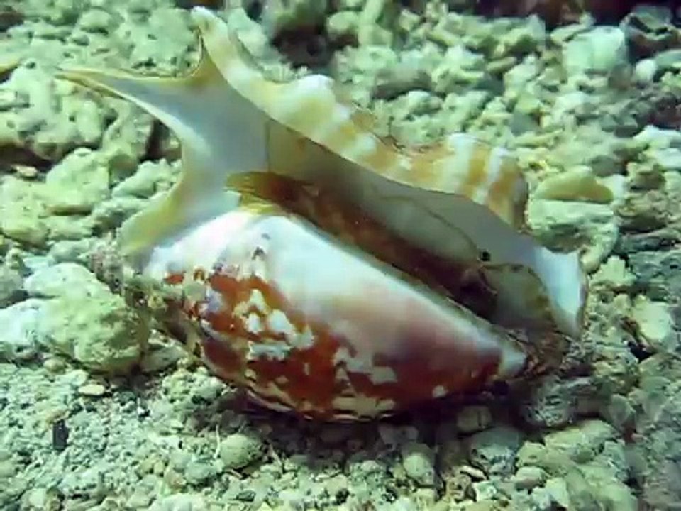 Live Strombus Taurus