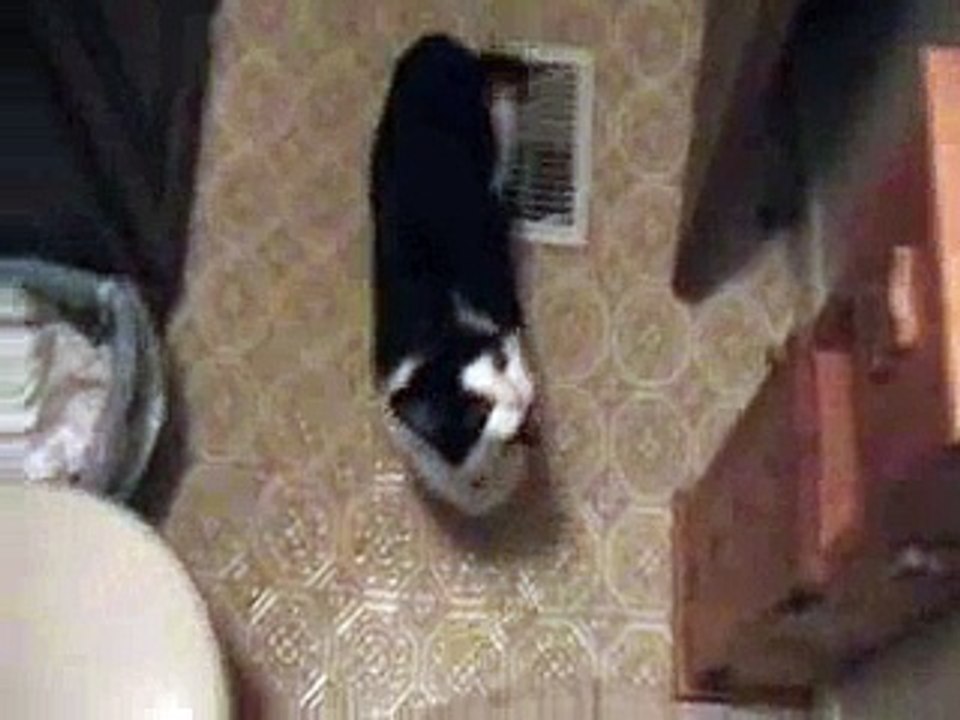 Cat vs. Mosquito
