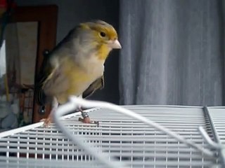 canto canario agata roja mosaico