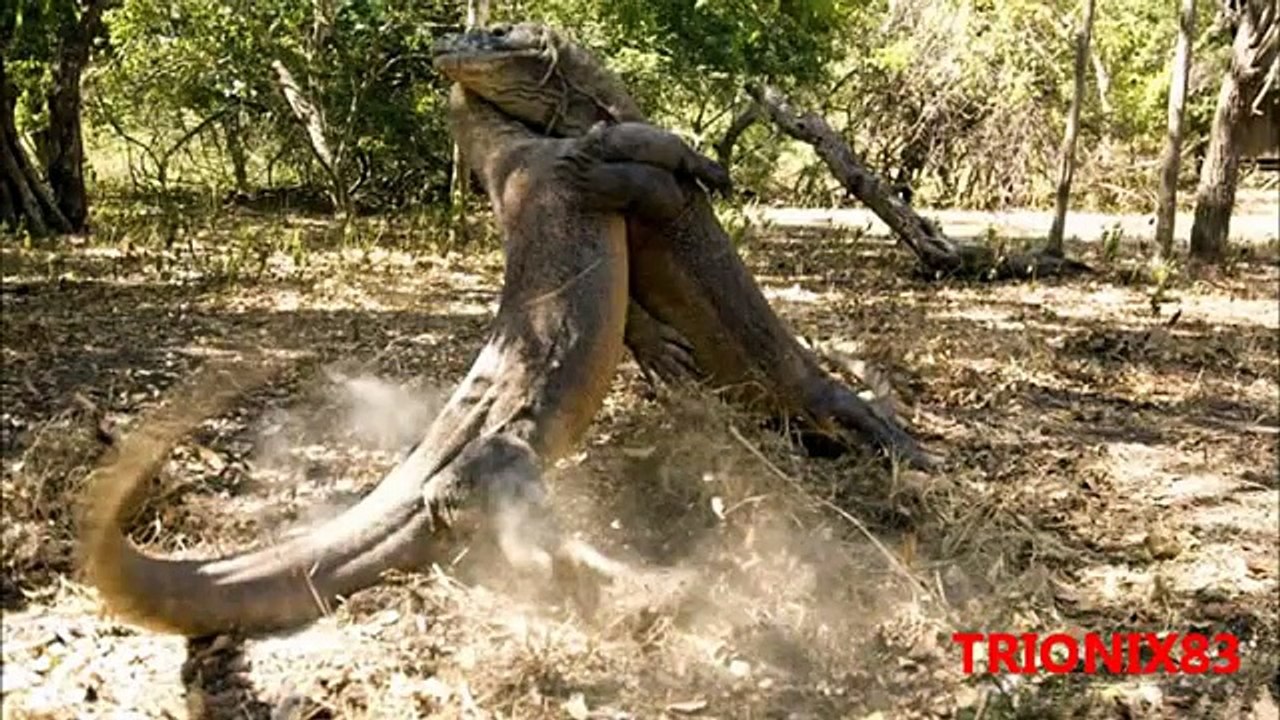 Animales extraños: REPTILES GIGANTES del mundo, los reptiles mas grandes del mundo