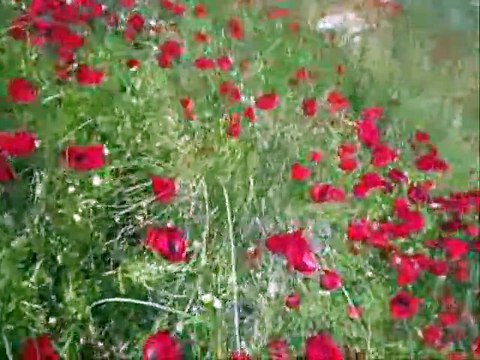 Yıldız Köyü-Kavalaname-Beni yalnız bırakma-fon müzik