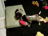 Wirehaired pointing griffon puppies having fun!