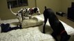 Dalmatian Puppy Humping Pillows and Other Dog