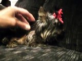 For The Love Of Mia Bella- Yorkie/Yorkshire terrier Puppy Mia with AAI Atlantoaxial Instability