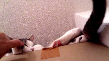 HD - MY KITTY LUANA LOVES ME SO MUCH!