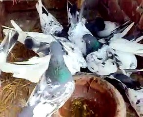 kabootar of sheikh ali amin Lahore no. 1 pigeons