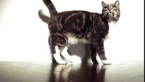 dropping cat in slow-motion | GoPro HD Hero2 120fps   Twixtor | 1/80 speed