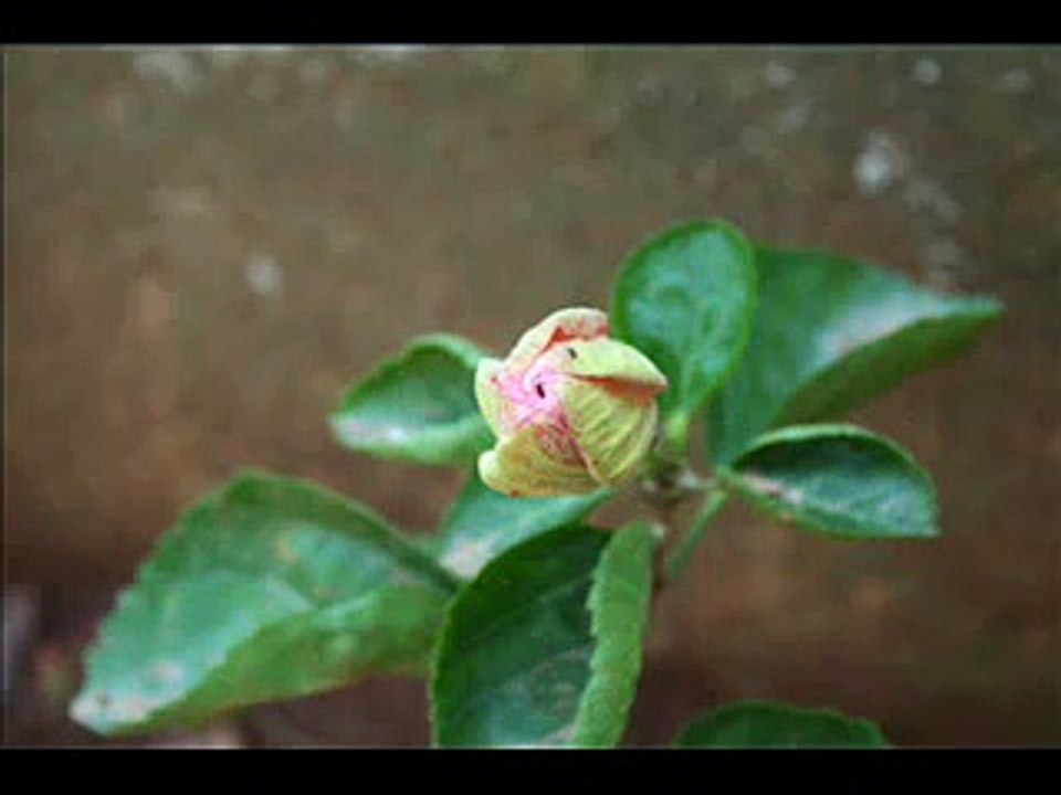 Flower Bloom