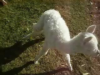 Alpaca Cria Jet Learning to Walk