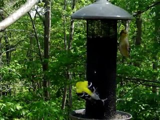 Gold Finches are hungry, fat and happy.MPG