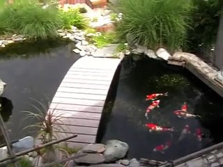 Koi Garden Italy - Go Sanke