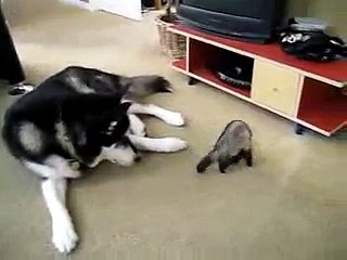 хорек vs собака