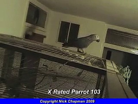 THE African Grey! Ruby, The swearing parrot. X Rated parrot 103