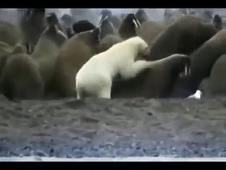 Белый медведь нападает на моржей Polar bear attack Walrus