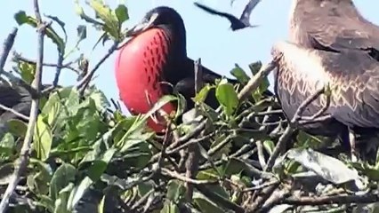 ISLA DE LOS PÁJAROS. PUERTO PIZARRO. TUMBES. PERÚ