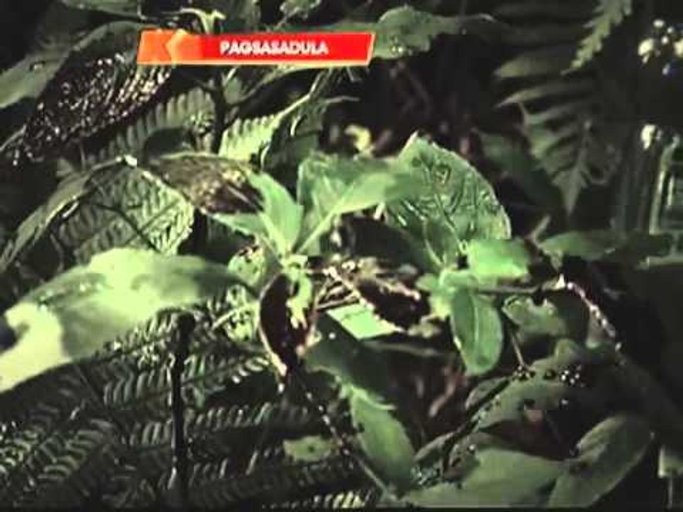 Mountaineers claim 'taong lumot' haunts Mt. Halcon