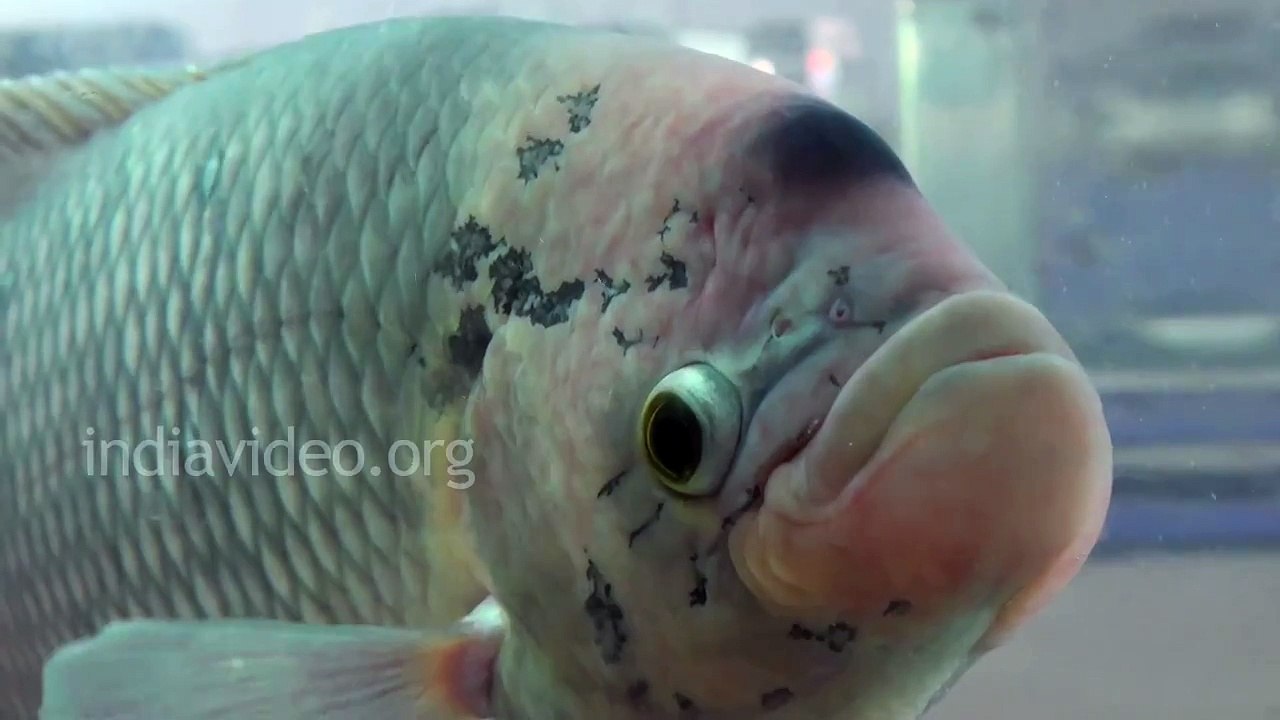 Giant Gourami, Aquarium fish