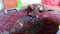 Junger Dobermann und sein Quietsche-Spielzeug - Young Doberman and his squeaky toy