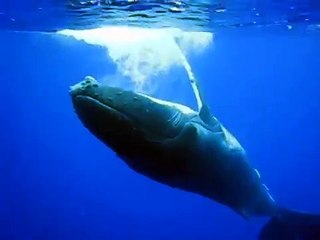 Captain Jens Köthen swimming with whales