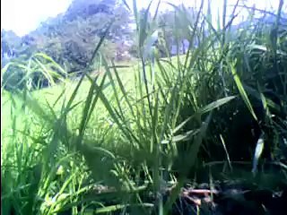 Cosma TV Kittycam - Cosma explores the summer