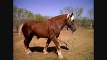 Belgian Draft Horses for sale, 7yo Stallion, 10yo Mare San Antonio Texas