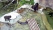 Monkeys fighting Otter at san diego zoo