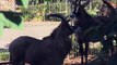 Geboorte en verhuizing basterdgemsbok | Burgers' Zoo Natuurlijk | Arnhem