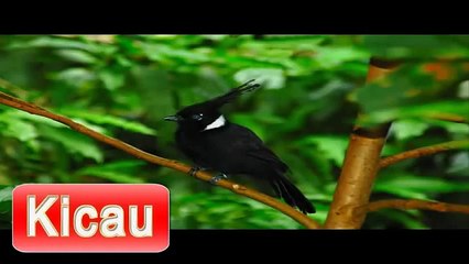 Descargar video: Suara Burung Cililin Mp3 | Masteran Cililin Durasi Panjang | Cililin Juara Gacor