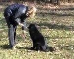 Lapphund tricks