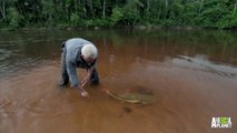 Amazon Apocalypse - How to Catch a Red-Tailed Catfish | River Monsters