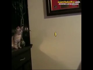 Mario'dan Altın Çalmaya Çalışan Kedinin Hazin Sonu