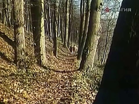 Этот фантастический мир