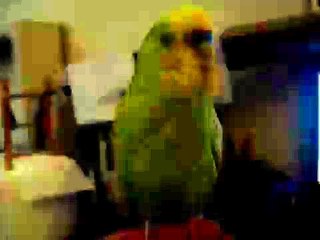 Benji the Budgie -  Nosy Benji - 5/15/15