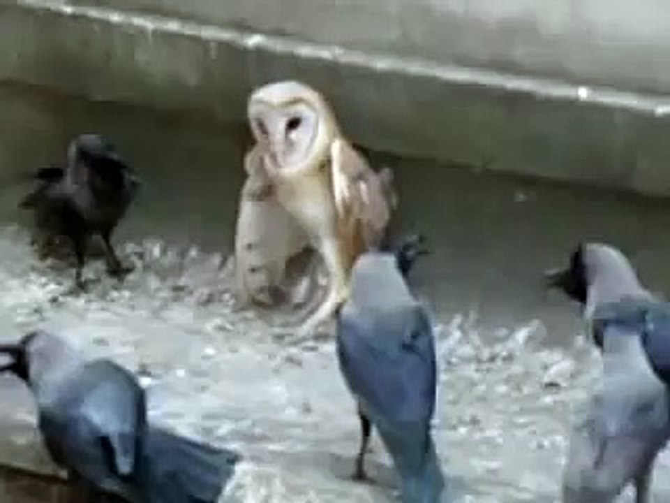 カラスの集団に囲まれるフクロウ