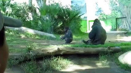 monkey throws poop