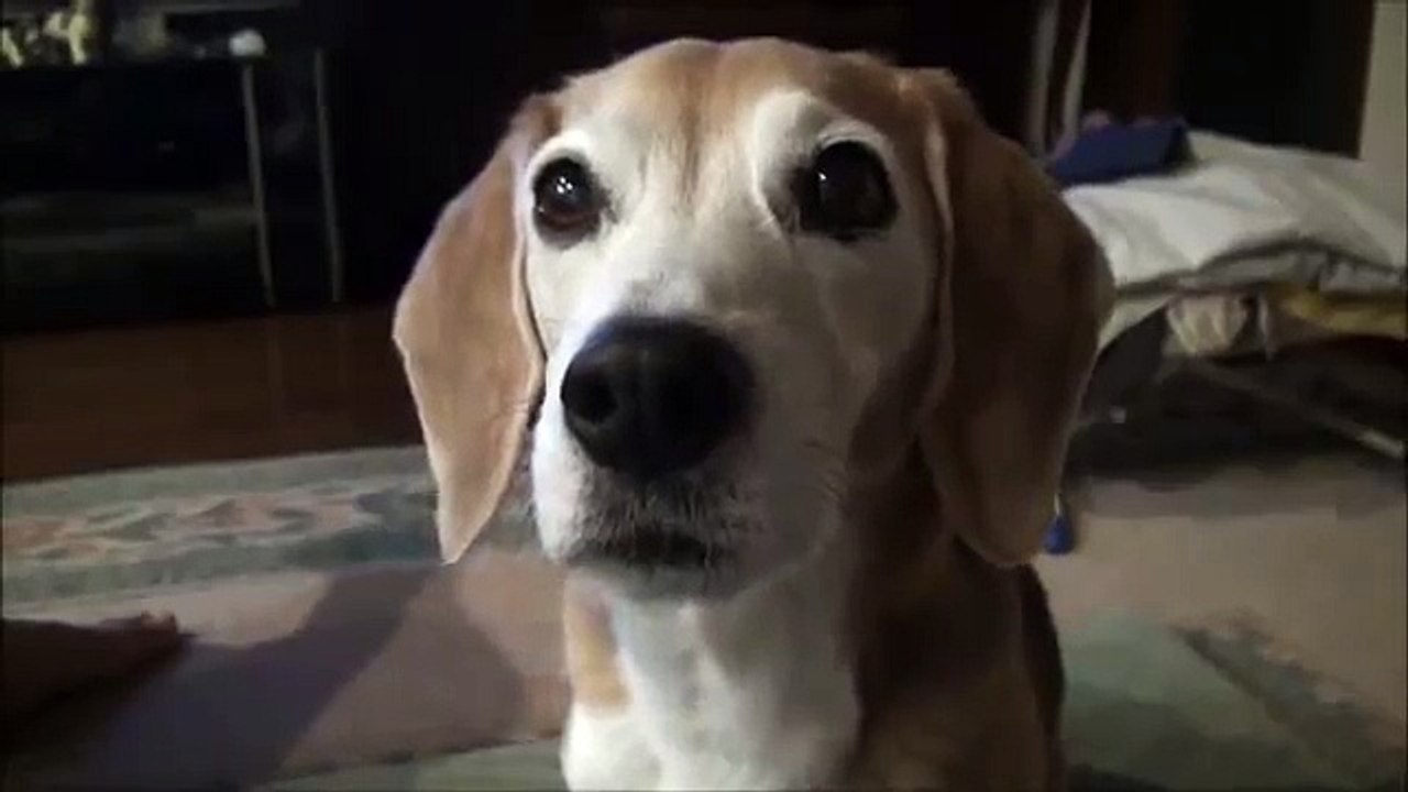 ビーグルビッキー"話しかけると一生懸命に会話する犬"（Talking dog）