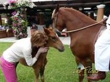 PERUVIAN PASO HORSE • HACIENDA LOS FICUS