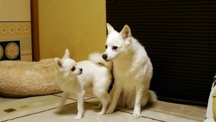 The Most Annoying Dog Ever!