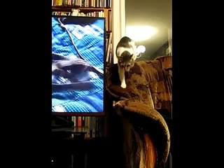 Cat Tries to Understand How TV Works