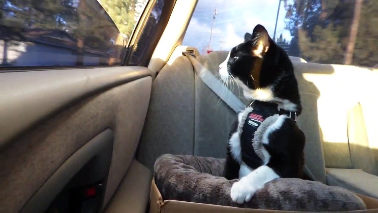 Cool Cat Riding in Car
