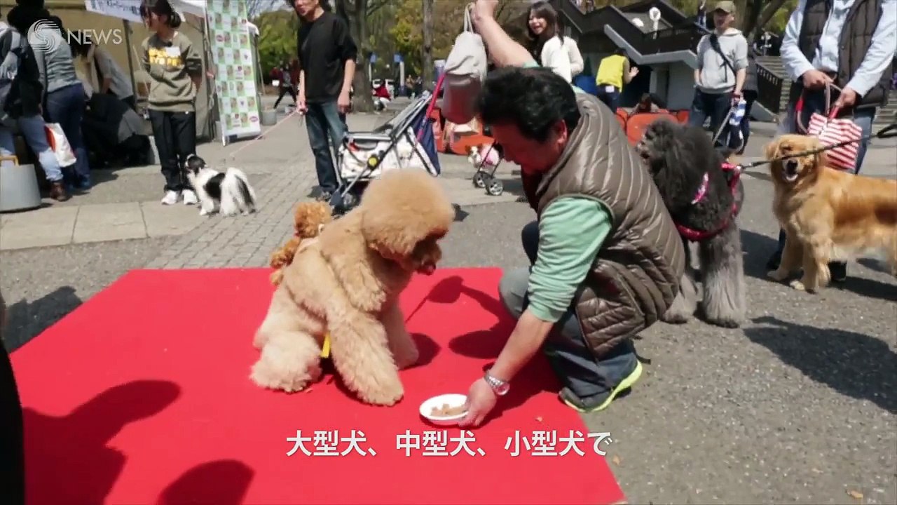 ワンちゃん大集合 犬の早食い王選手権が白熱しすぎてヤバい Video Dailymotion