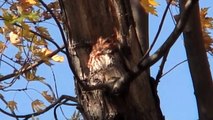 Eastern Screech Owl - red morph - in Burlington, Ontario