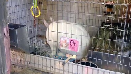 Rabbit Birth: 6 cute Bunny Babies