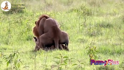 BEAUTIFUL GIRL dancing to the music Funnys  ★ Animal Fan Funny TV