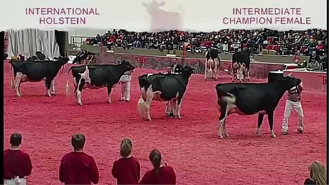 International Holstein Show - Intermediate Female Champion - video  dailymotion