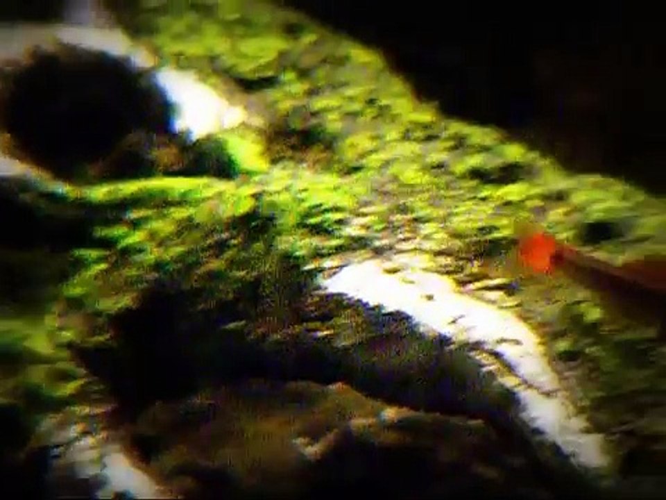 SPOTLIGHT: White Cloud Mountain Minnow