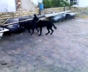 pelea perros
