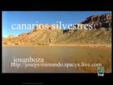 AVES DE NUESTROS CAMPOS-EL CANARIO SILVESTRE