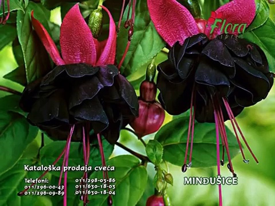 FLORAEKSPRES saveti za negu minđušica (fuksija)